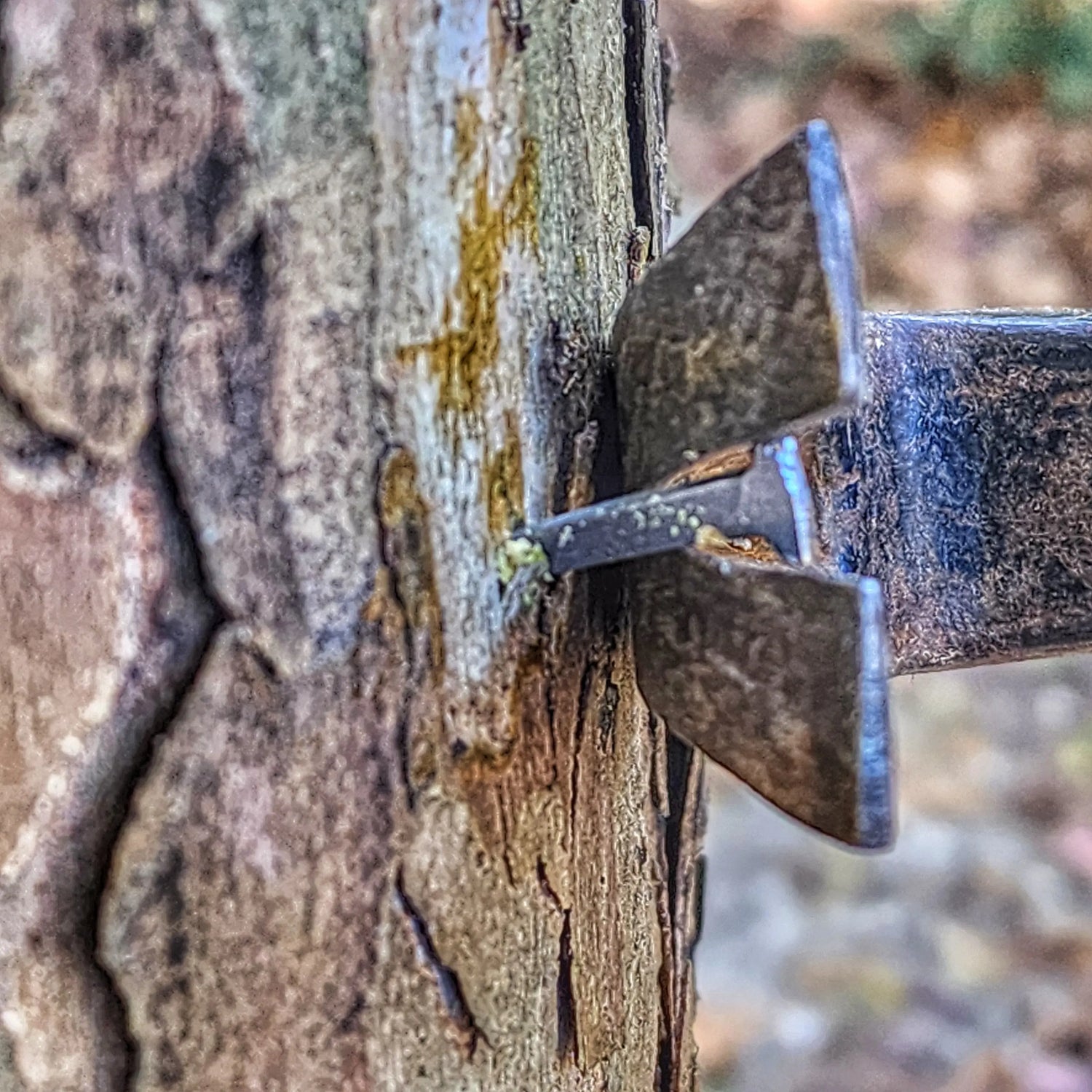 Shelter Nail - Titanium & Steel Wrought Hammering Spike for Trail and Utility Tasks Superesse Straps LLC