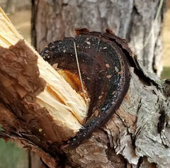 Kevlar Utility Thread and Cord - Friction Saw, Snare Wire, Escape Tool. Superesse Straps LLC